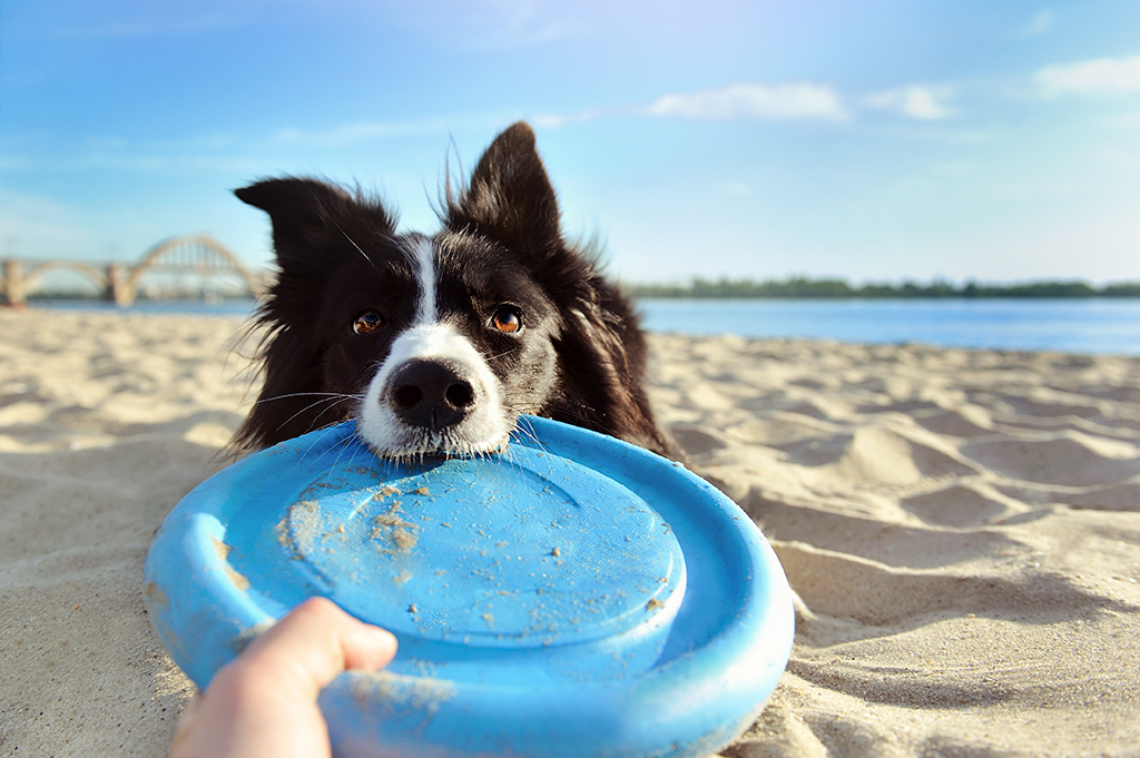 Le regole da seguire per portare il tuo cane in vacanza