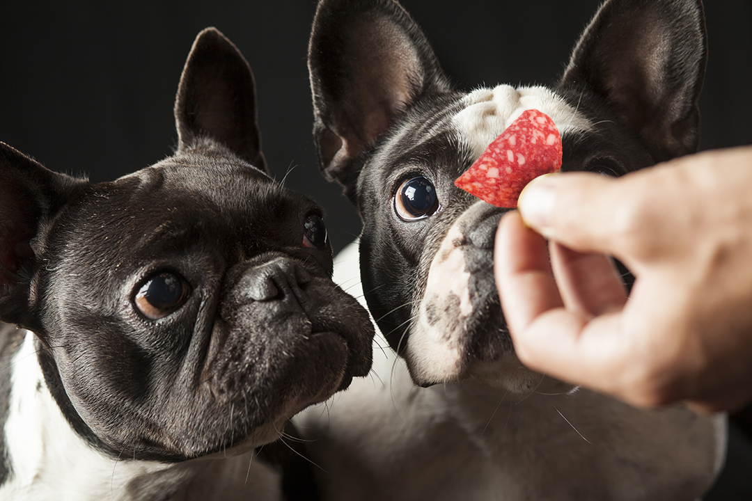 Carne di maiale cruda al cane? Meglio di no, rischio Trichinellosi