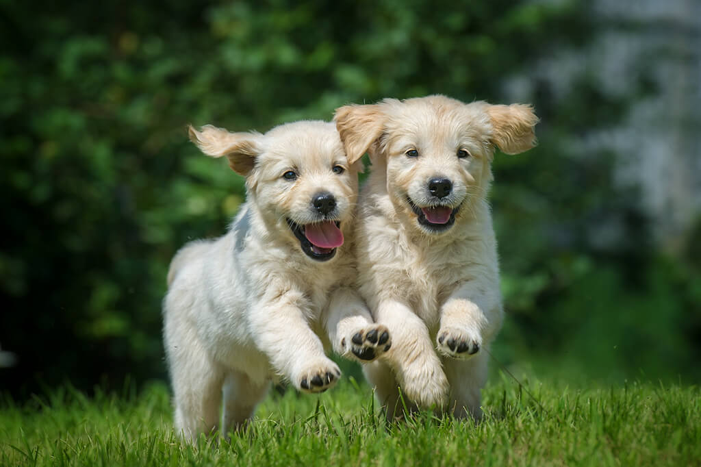 Cosa è la socializzazione tra cani e perché è importante