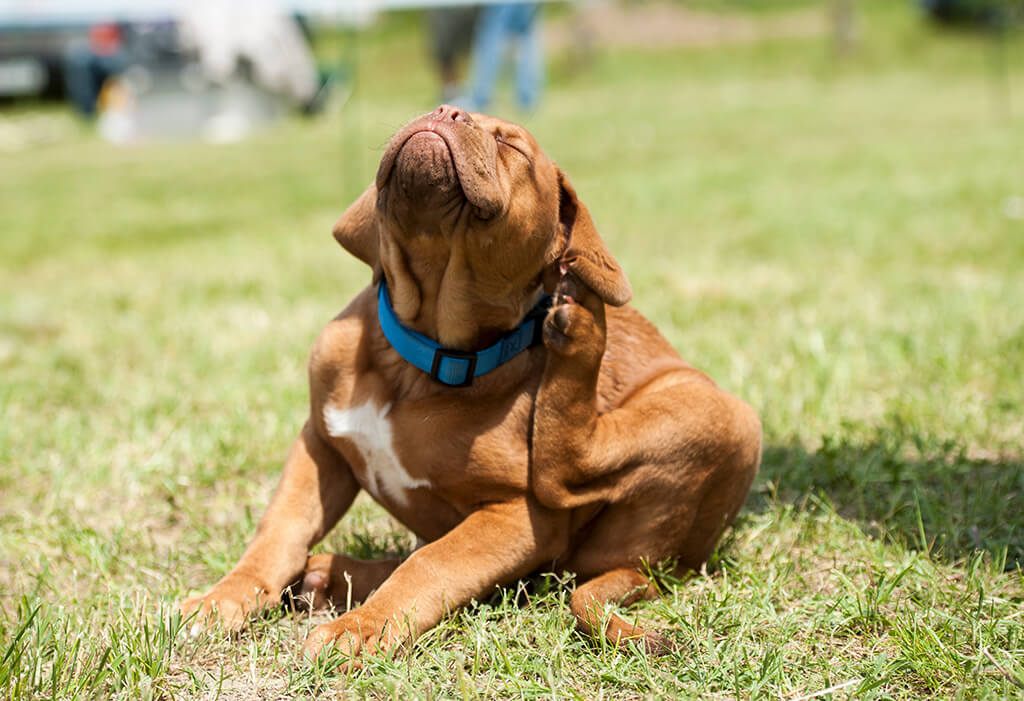 Antiparassitari per cani