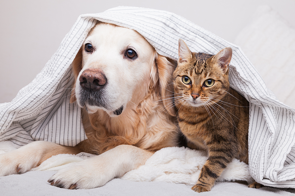 cani, gatti e vermi intestinali