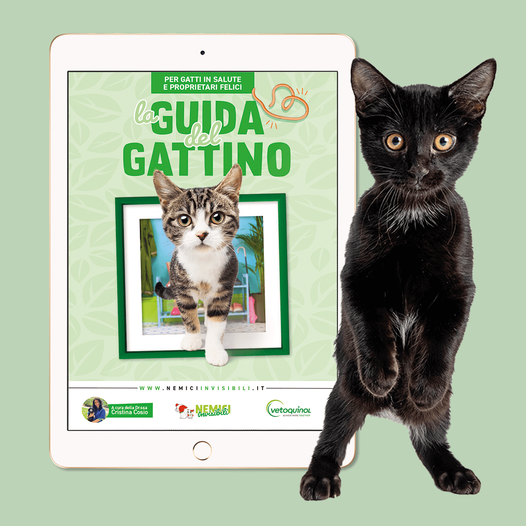 Quadro Guida del Gattino Quadro Guida del Gattino