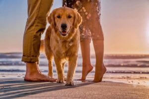 viaggiare con il cane senza pensieri: guida pratiche alle vacanze