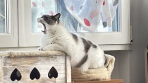 Mia