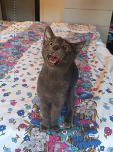 Perla