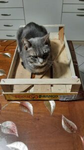 Mordino