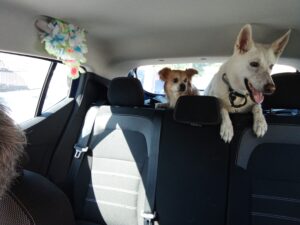 Arya e rocco
