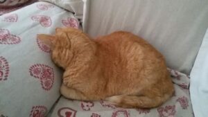 Napoleone
