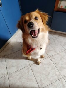 Whiskey