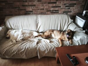 Pippo e Brownie
