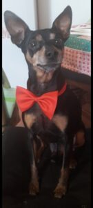 Toby