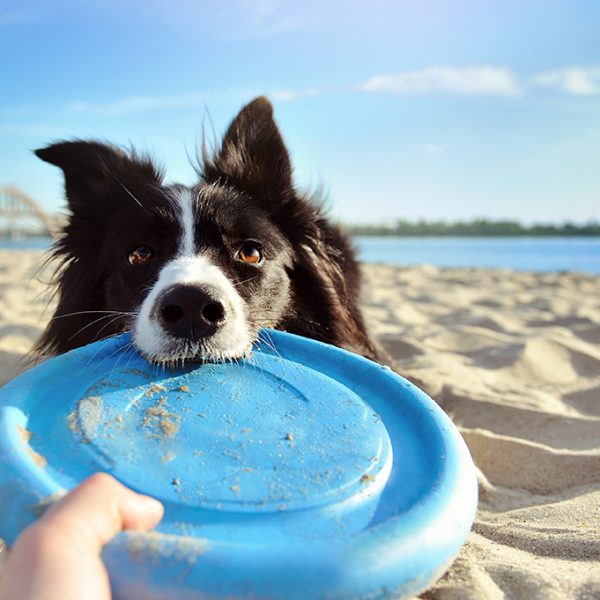 Le regole da seguire per portare il tuo cane in vacanza